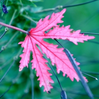 Pink leaf