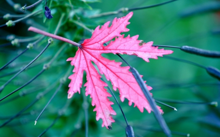 Pink leaf - toamna, autumn, green, verde, leaf, pink, roz