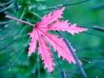 Pink leaf