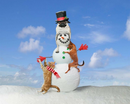 Mr Snowman - dog, snowman, Christmas, cat