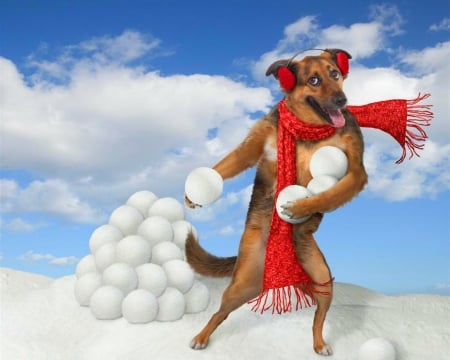 Dog and Snowballs - dog, animal, Christmas, snowballs