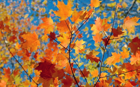 Autumn leaves - autumn, red, blue, orange, toamna, leaf