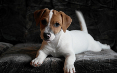 Puppy - white, puppy, dog, animal, black, cute