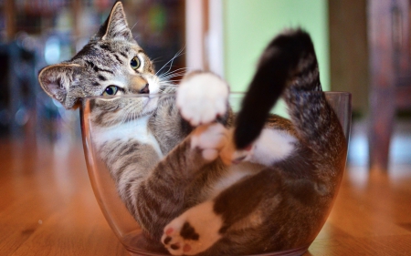 Great place to relax! - animal, pisica, bowl, funny, cute, cat, glass