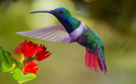 Flower and Bird - flowers, animal, nature, bird