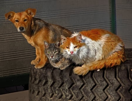 Dog and Cats