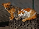 Dog and Cats