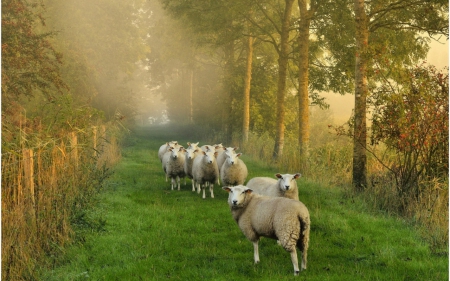 Sheep - trees, nature, sheep, grass, animals