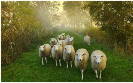 Sheep - animal, sheep, grass, trees