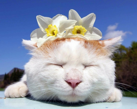 Cute Cat - flowers, animal, cute, face, cat