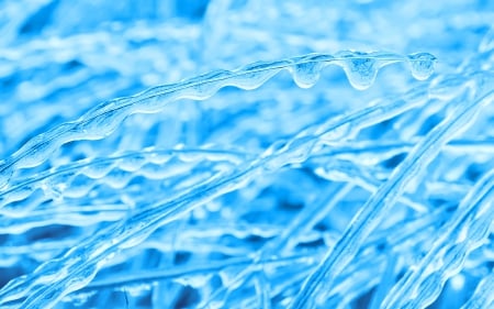 Frozen - ice, iarna, blue, winter, frozen, grass, gheata, albastru