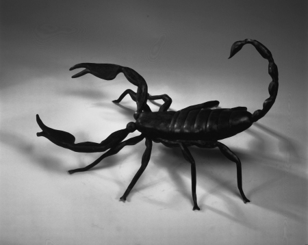 Scorpion - black, white, animal, scorpion