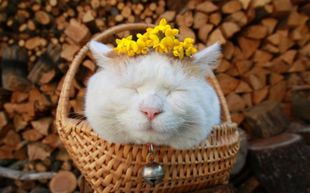 Cat in the Basket - flowers, cute, basket, animals