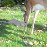 DEER AND CAT FRIEND