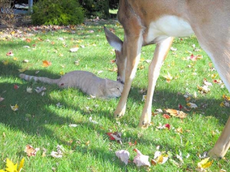 DEER AND CAT FRIEND