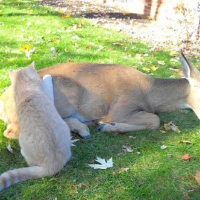 DEER AND CAT FRIENDS