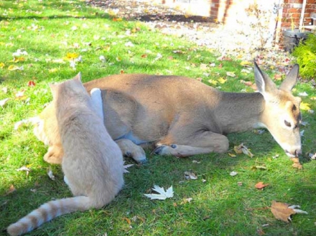 DEER AND CAT FRIENDS - friends, cute, deer, cat