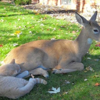 DEER AND CAT FRIENDS