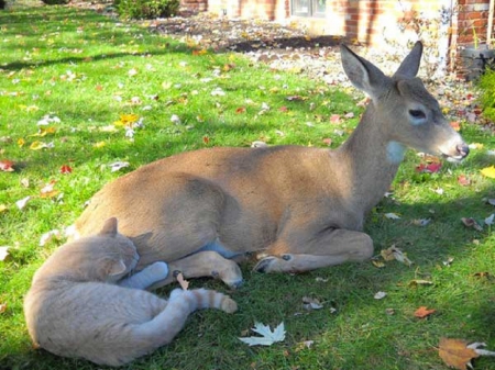 DEER AND CAT FRIENDS - cat, cute, deer, friends