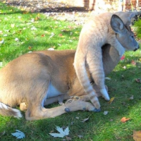 DEER AND CAT FRIENDS