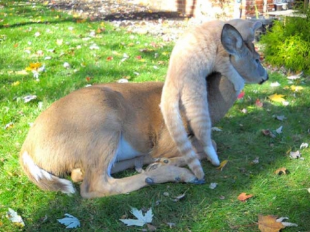 DEER AND CAT FRIENDS - CUTE, DEER, CAT, FRIENDS