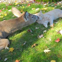 DEER AND CAT FRIENDS