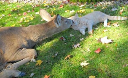 DEER AND CAT FRIENDS - CUTE, DEER, CAT, FRIENDS