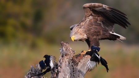 eagle sea - wildlife, eagle, eagles, bird, birds