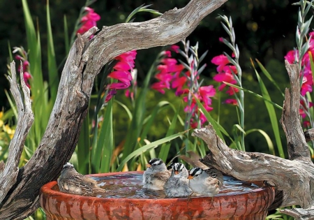 Birds bath - bath, pink, water, terracotta tubs, flowers, birds