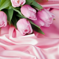 beautiful tulips