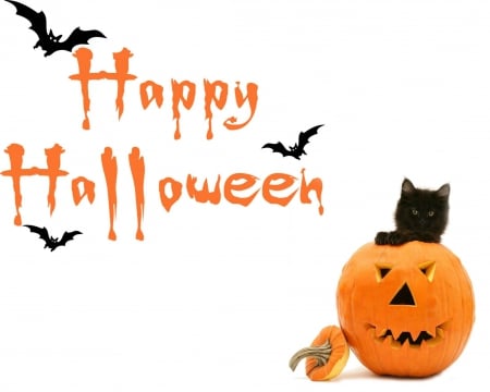 Happy Halloween - halloween, black cat, happy halloween, bats, jack o lantern, pumpkin, cat, kitten