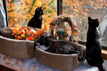 Thanksgiving window decoration - decoration, window, cats, Thanksgiving, animals