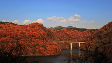 * Autumn * - nature, fall, autumn, forest