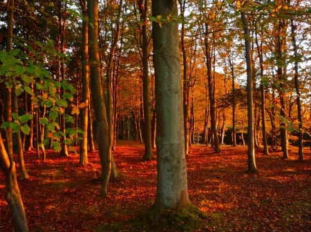 Autumn Forest - fall, sunshine, eaves, trees, colors