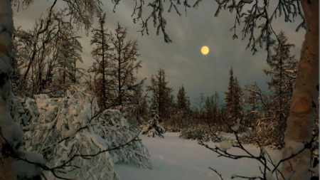 Evening Winter - moon, winter, evening, snow