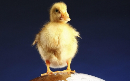 Small yellow duck - duck, Small, yellow, paws