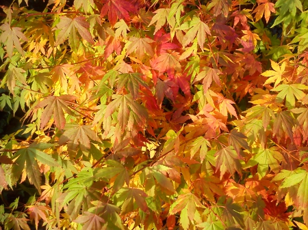 Autumn Acer - leaves, nature, tree, forest