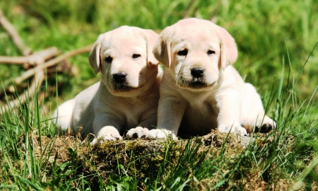 Two puppies - dogs, two, grass, puppies