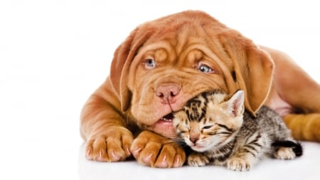 Dog and cat - friends, cat, animals, dog