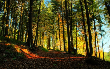 Autumn Forest - nature, autumn, forests, path