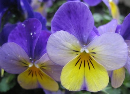 Flowers - flowers, white, purple, yellow