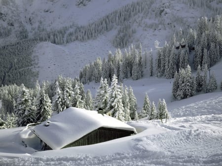 Snowy Winter Landscape - nature, trees, snow, winter, house