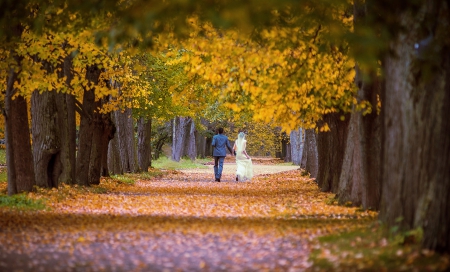 Married In Autumn - fall, married, trees, beautiful