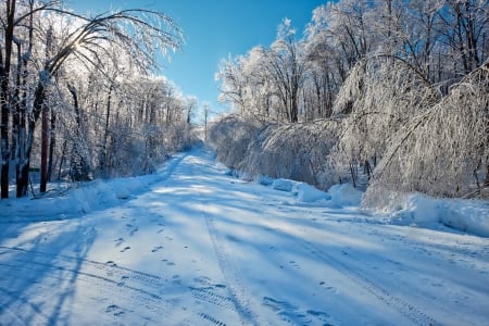 Forest - winter - winter, forest, road, snow