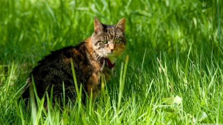 cat and grass - cat, feline, green, grass