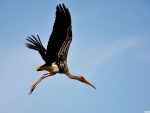 painted stork