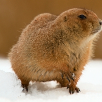 prairie dog in snow