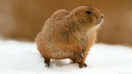 prairie dog in snow - snow, prairie, dog, rodent