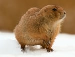 prairie dog in snow