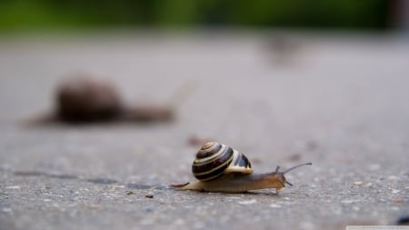 snail - bitumin, shell, snail, grey